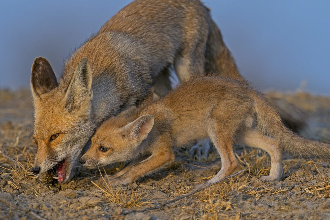 Mum's the Word with the Desert Fox of Kutch | RoundGlass | Sustain Mum's the Word with the Desert Fox of Kutch | RoundGlass | Sustain
