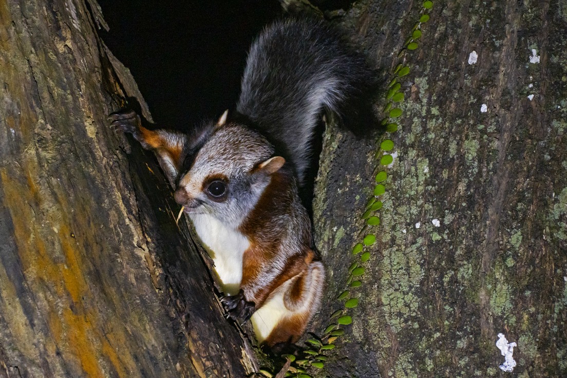 Uforenelig Selskabelig Enrich Red Giant Gliding Squirrel: Facts, Habitats, Threats | RoundGlass Sustain