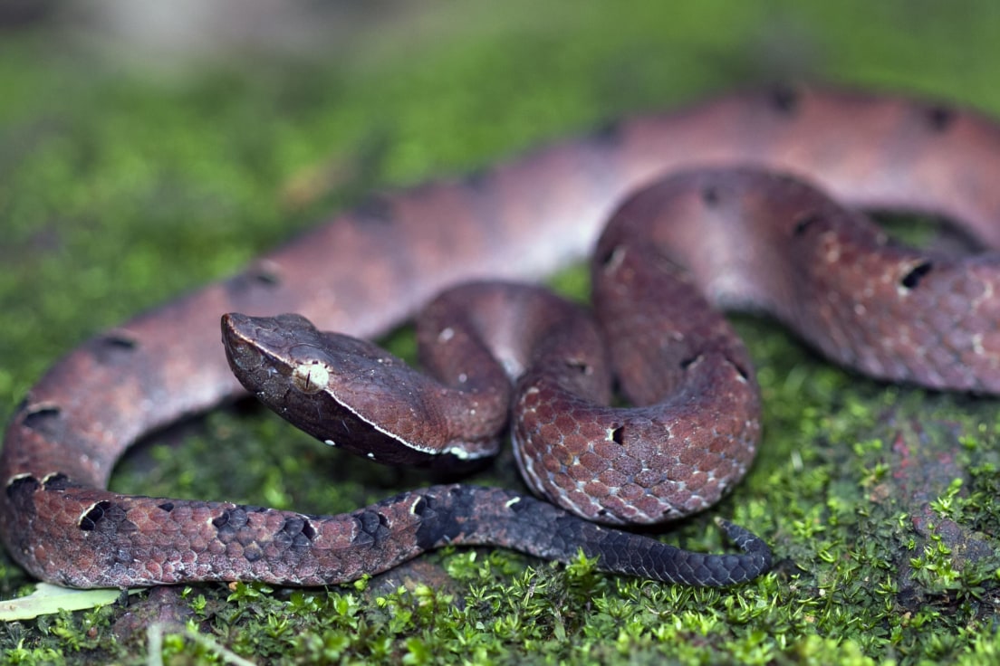 Hump-nosed Pit Viper:Gem on the Forest Floor