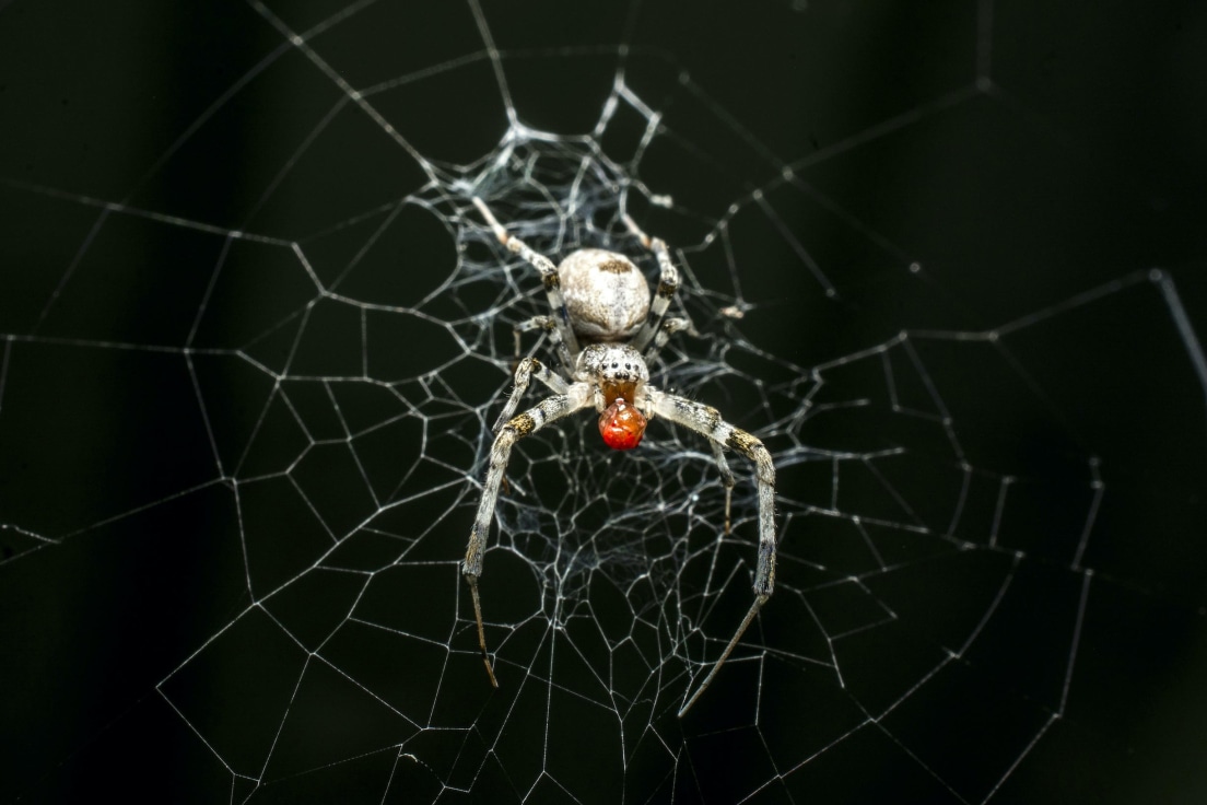 Orb-weaver spider uses web to capture sounds