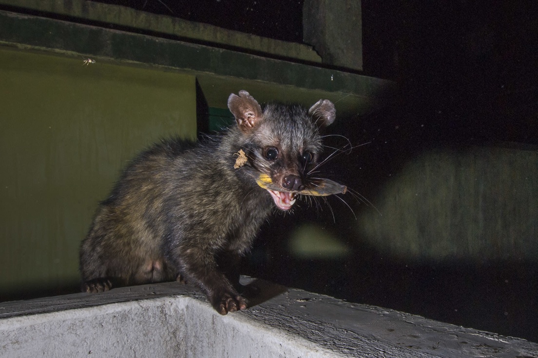 Unwelcome at Home: The Palm Civets of Kolkata | RoundGlass Sustain Unwelcome at Home: The Palm Civets of Kolkata | RoundGlass Sustain
