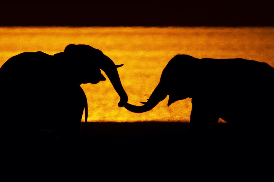 The Intriguing World of Elephant Communication | RoundGlass | Sustain The Intriguing World of Elephant Communication | RoundGlass | Sustain