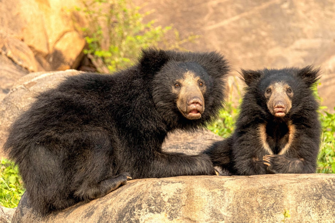 Why We Need to Save Our Sloth Bears | RoundGlass Sustain