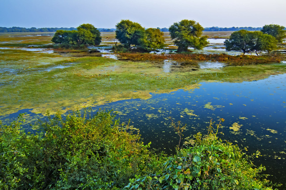Keoladeo Ghana National Park, Rajasthan- JUNGLE TAK