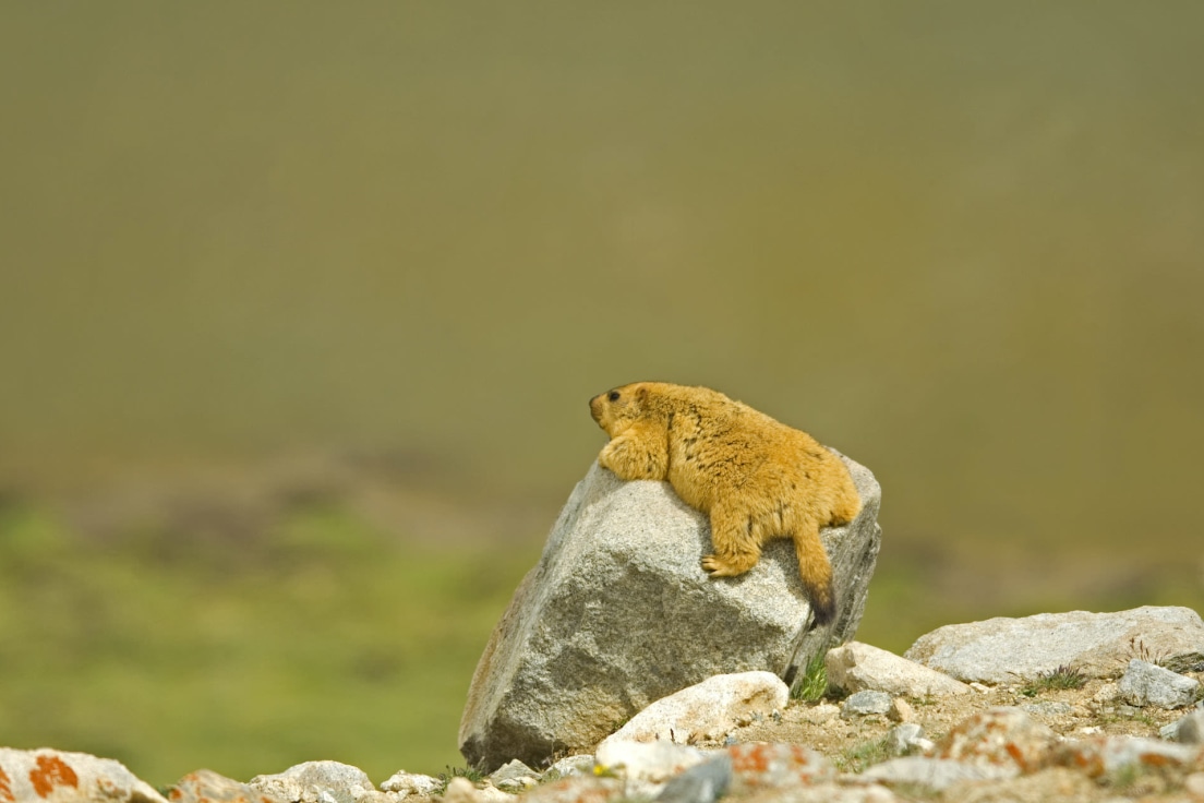 The Legendary Gold-Digging Himalayan Marmot