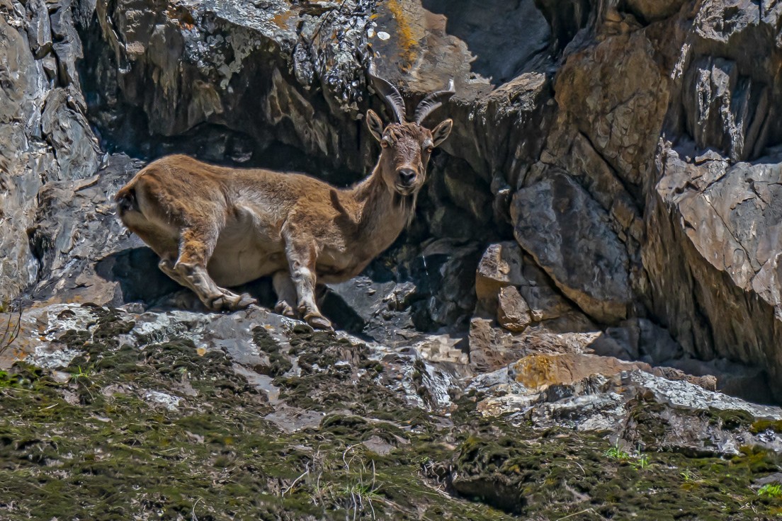 The Majestic Kashmiri Markhor | RoundGlass Sustain The Majestic Kashmiri Markhor | RoundGlass Sustain