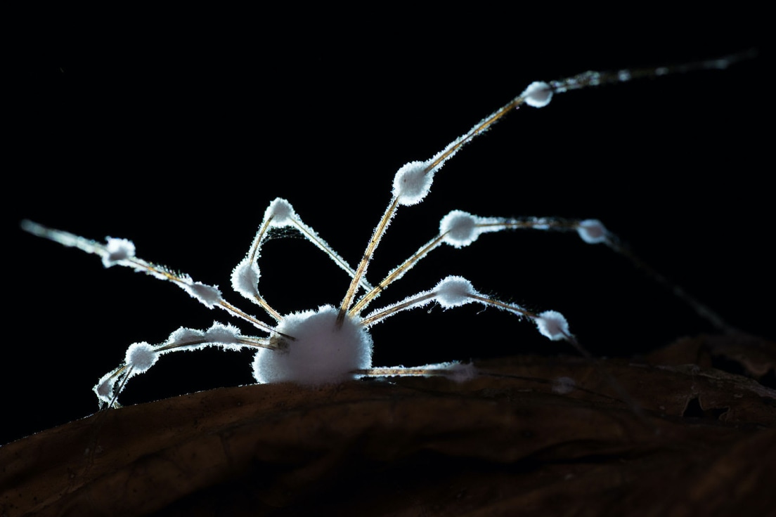 Close Encounters with the Zombie Fungus | RoundGlass Sustain Close Encounters with the Zombie Fungus | RoundGlass Sustain