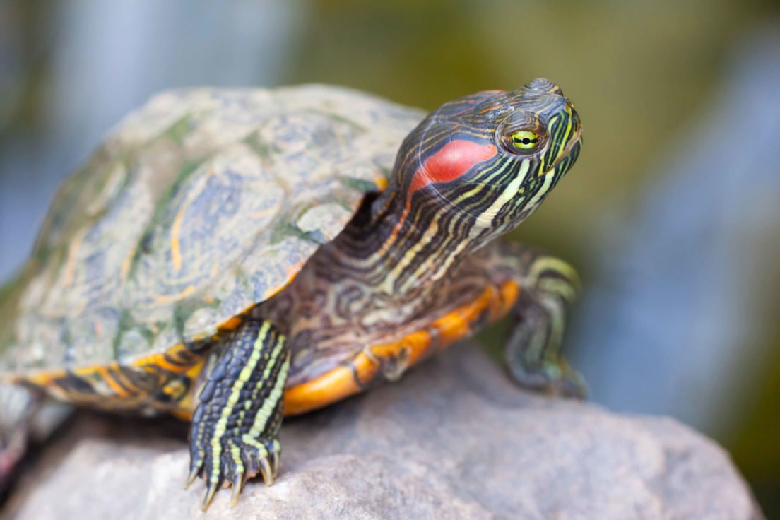 Invasive Red-eared Slider Poses Threat Native Turtles