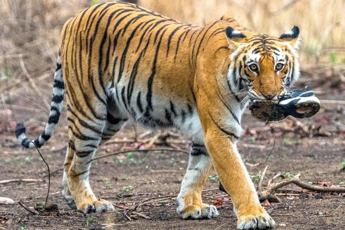 In Our Filth: When Wild Animals Forage in Polluted Habitats | RoundGlass Sustain In Our Filth: When Wild Animals Forage in Polluted Habitats | RoundGlass Sustain