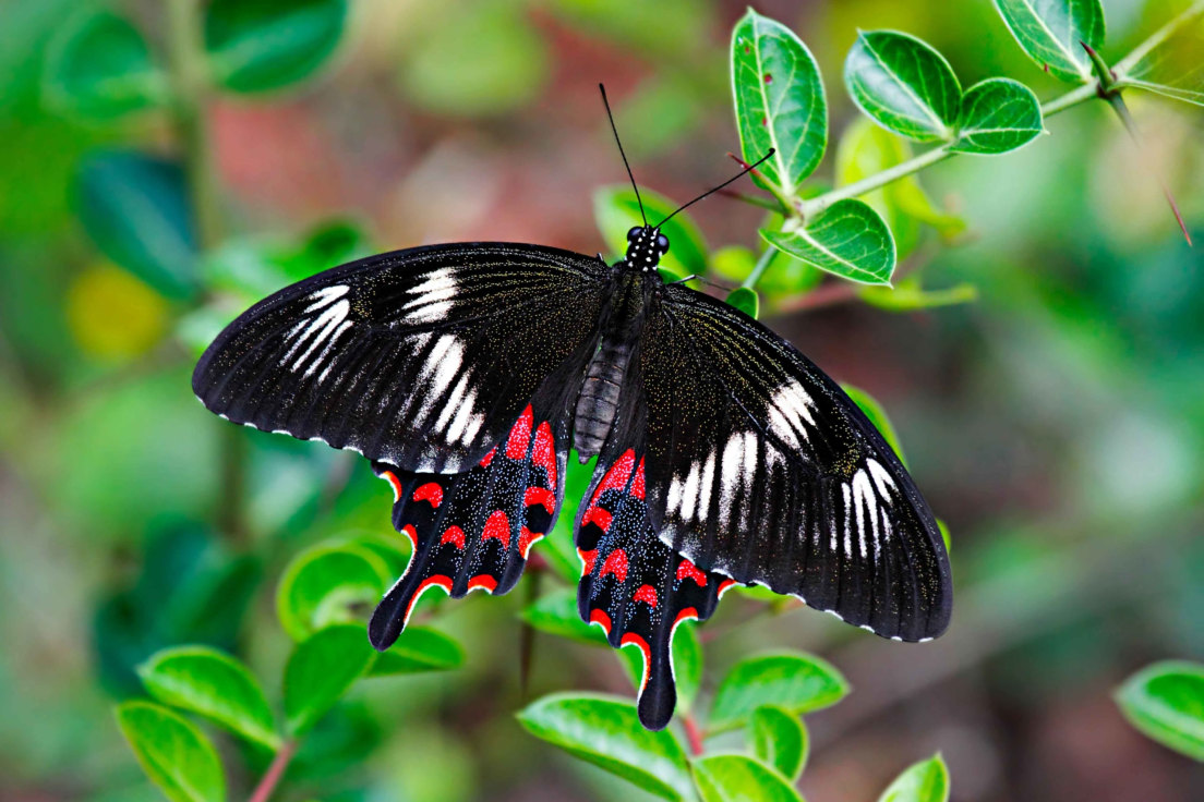 The Mysterious Migration of Crimson Rose Butterflies | RoundGlass ...