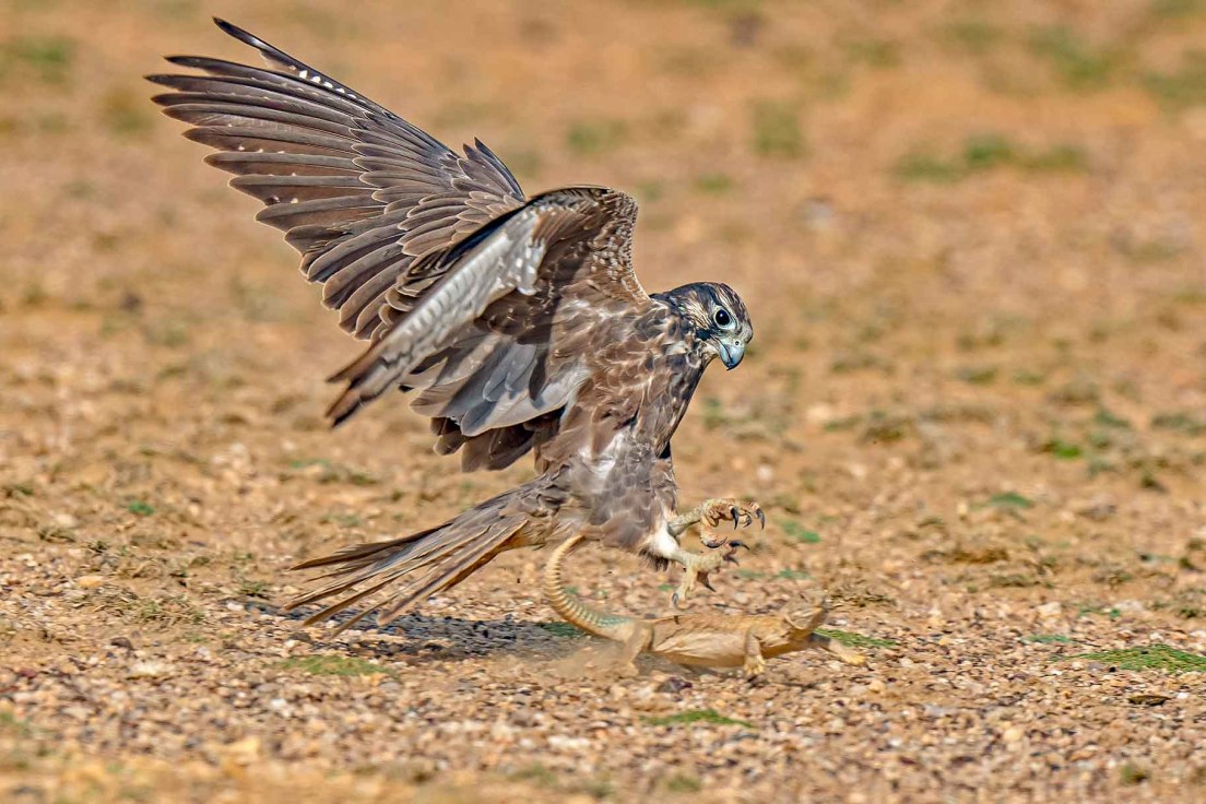 Close-up of a Gir Shaheen falcon with curved claws and a strong beak, the  world's fastest bird, birds of prey, sharp birds - Photo #39157 - Stock  Photos - Exclusive Gulf Arab