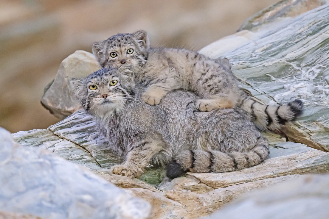 Elusive Pallas's Cats and Their Kittens | RoundGlass Sustain