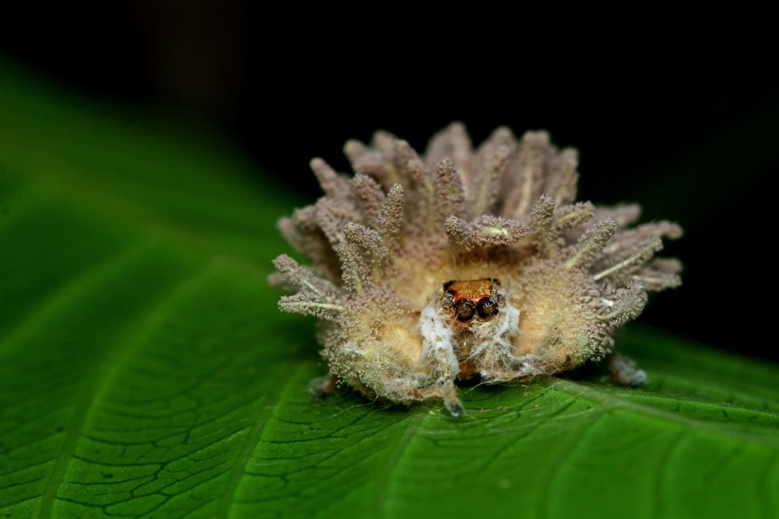 Huntsman Spider: Apex Predator in a Microhabitat