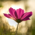 Flowers On the Mountain