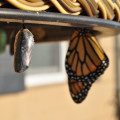 Chrysalis