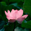 The Lotus Unfolds