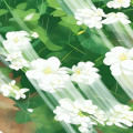 Jasmine Rain