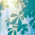 Sunlight in Rain