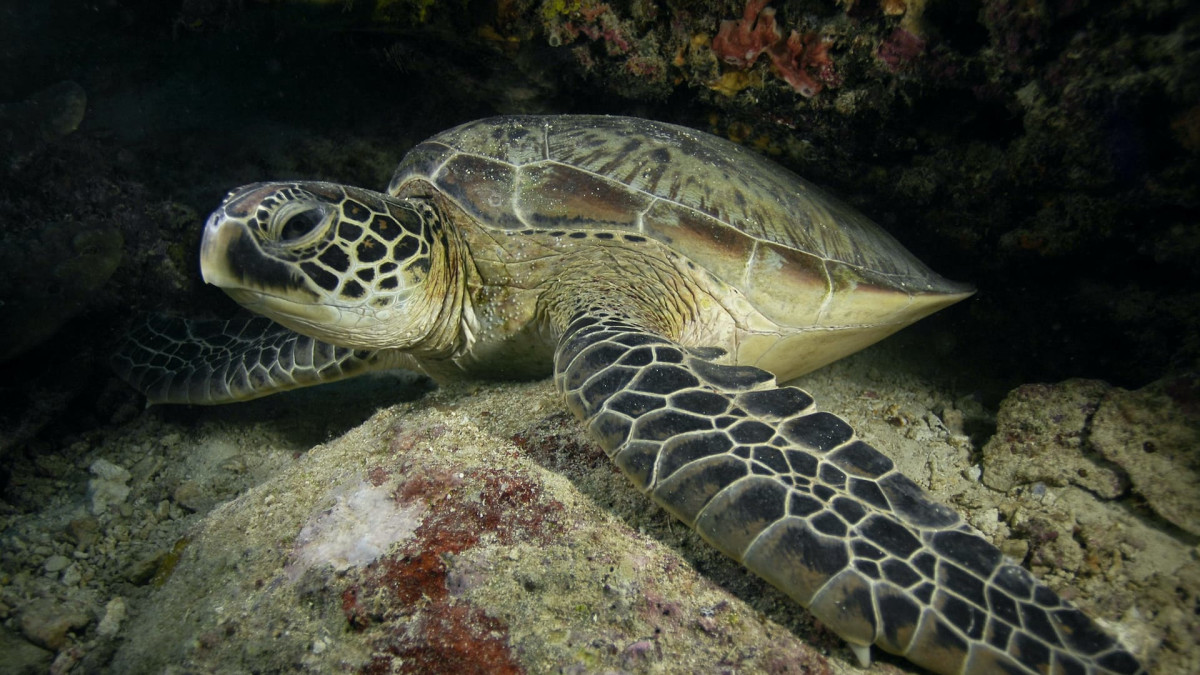 Turtle Wikipedia Green Sea Turtle: Facts, Habitat, Ocean Life | Roundglass Sustain