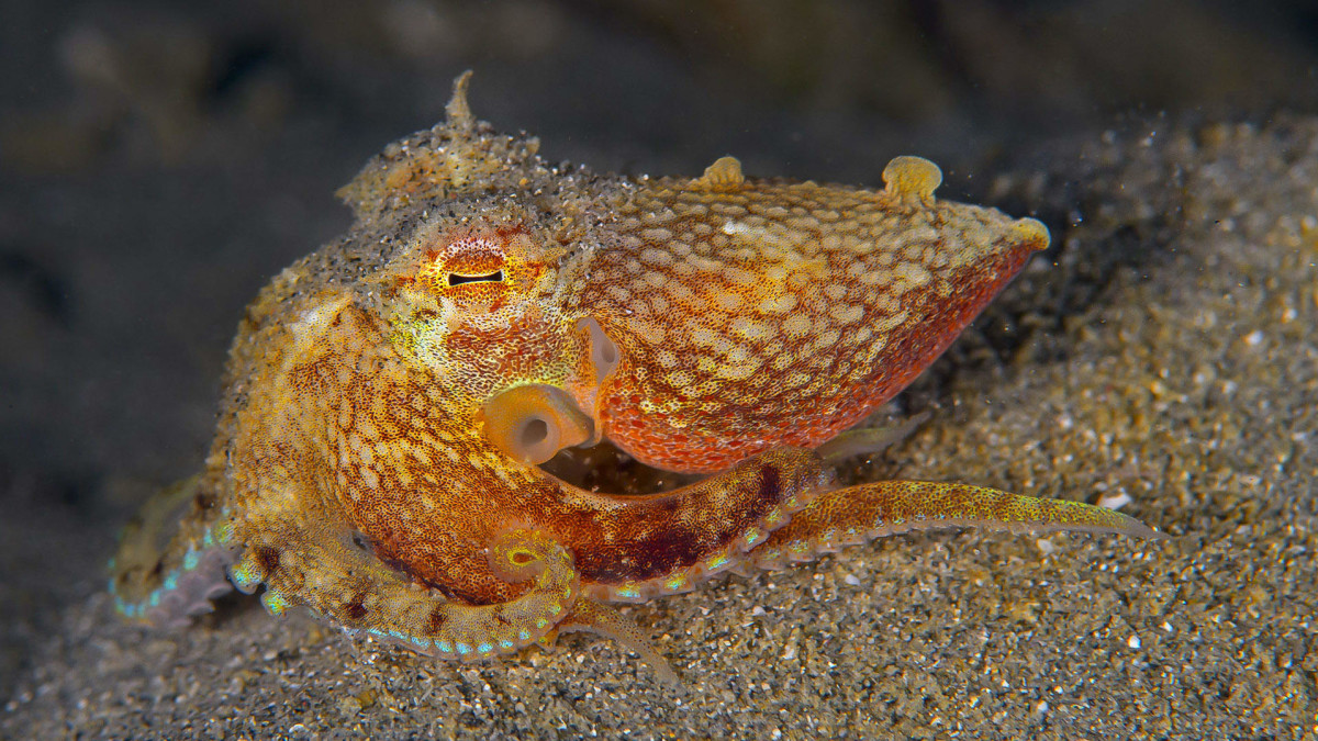 The Genius Octopus: Programmed to Deceive