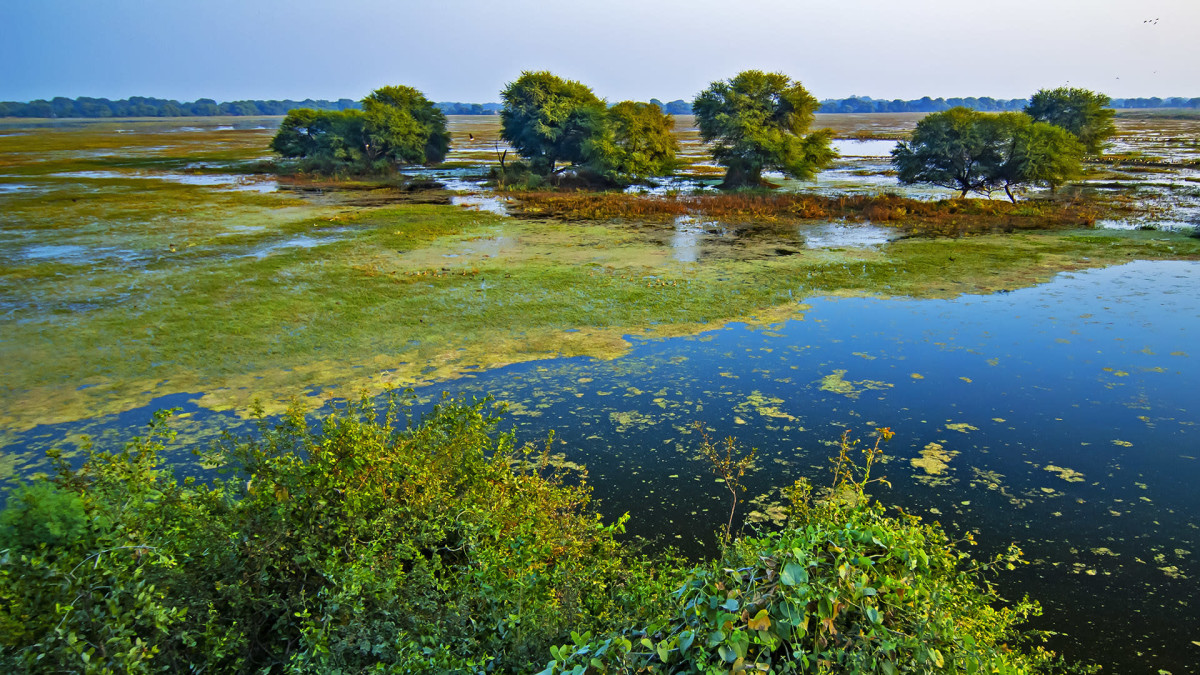 Keoladeo Ghana National Park