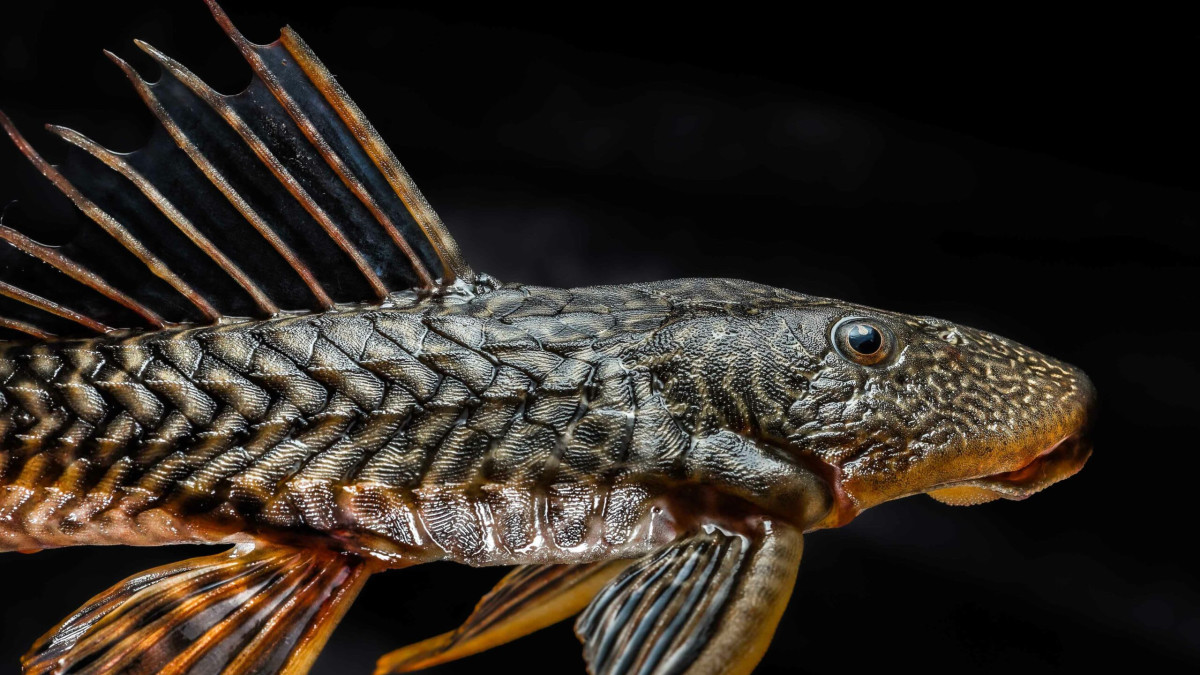 Alien Fish Proliferate as Extreme Climate Events Rise