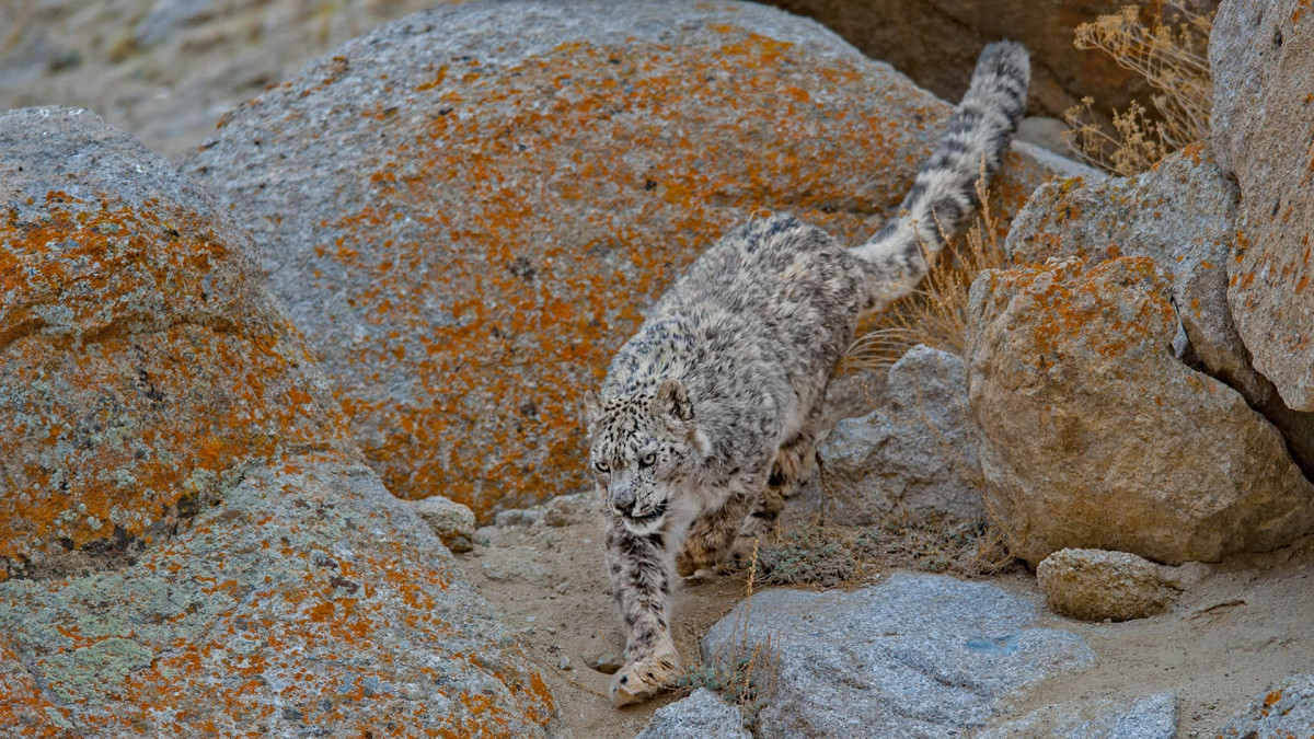Snow Leopard: The Ghost of the Brown Mountains
