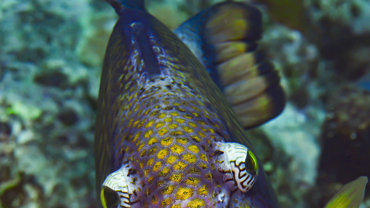 Triggerfisk Tenacious Triggerfish: The Territorial Reef Residents