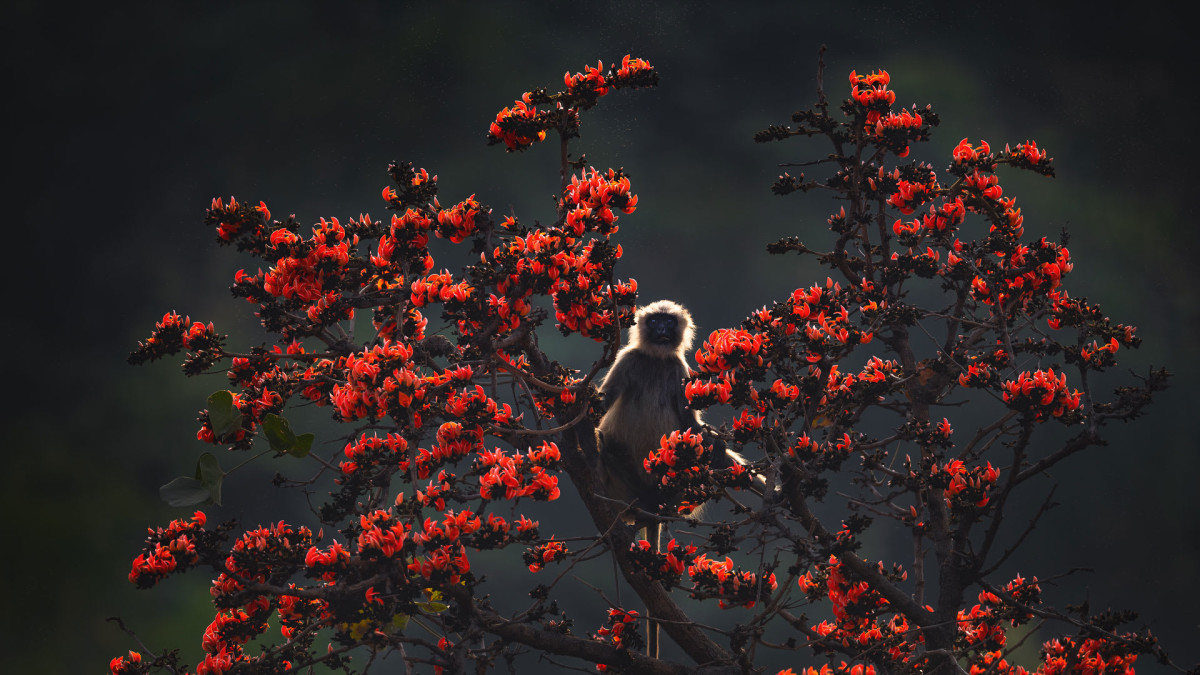 Palasha Palash: An Account of the Flame of the Forest