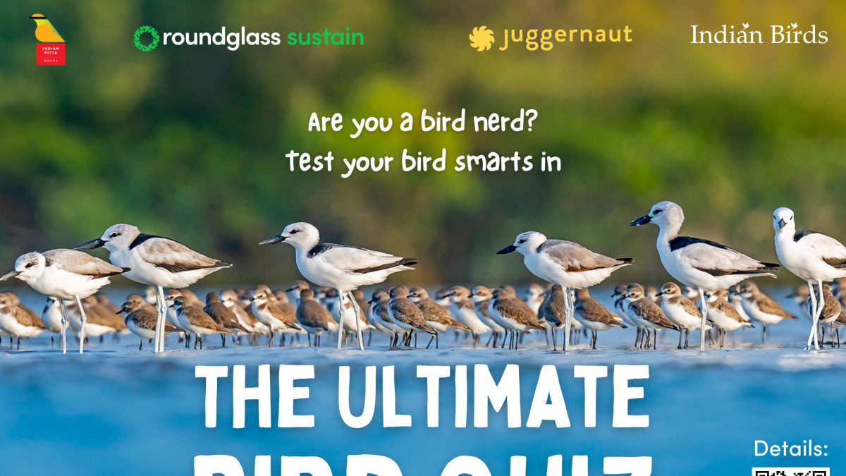 The Ultimate Bird Quiz: Calling All Bird Nerds