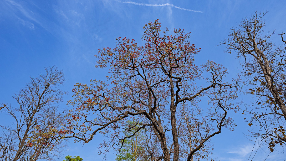 Mahua: The Magic Tree of Life