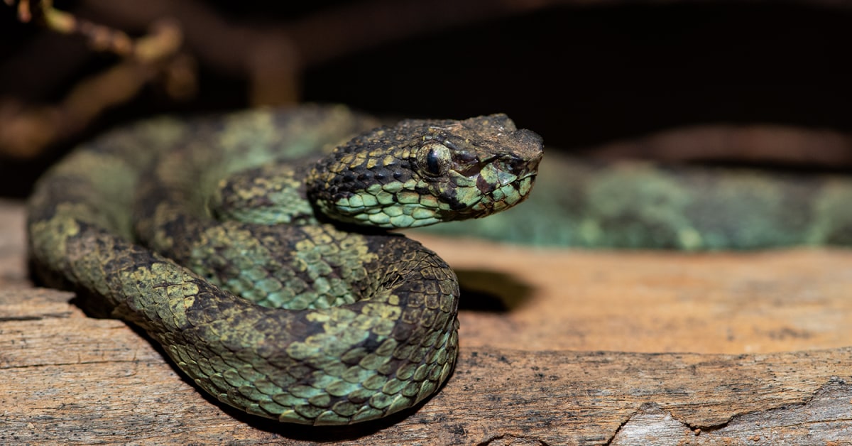 Malabar Pit Viper: Meet the Ambush Hunter