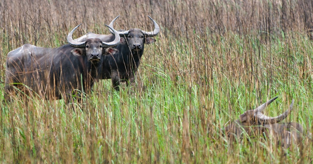 The Grand Old Buffaloes of the Savannah Need Protection | Sustain The Grand Old Buffaloes of the Savannah Need Protection | Sustain
