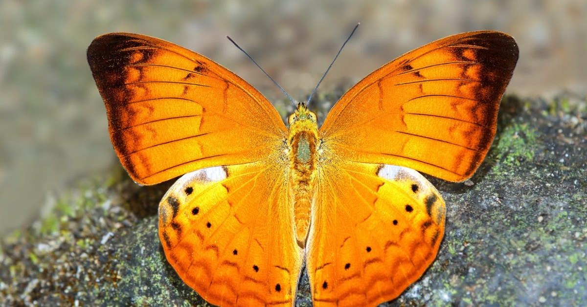 The Tamilian Warrior is Now a State Butterfly | RoundGlass Sustain The Tamilian Warrior is Now a State Butterfly | RoundGlass Sustain