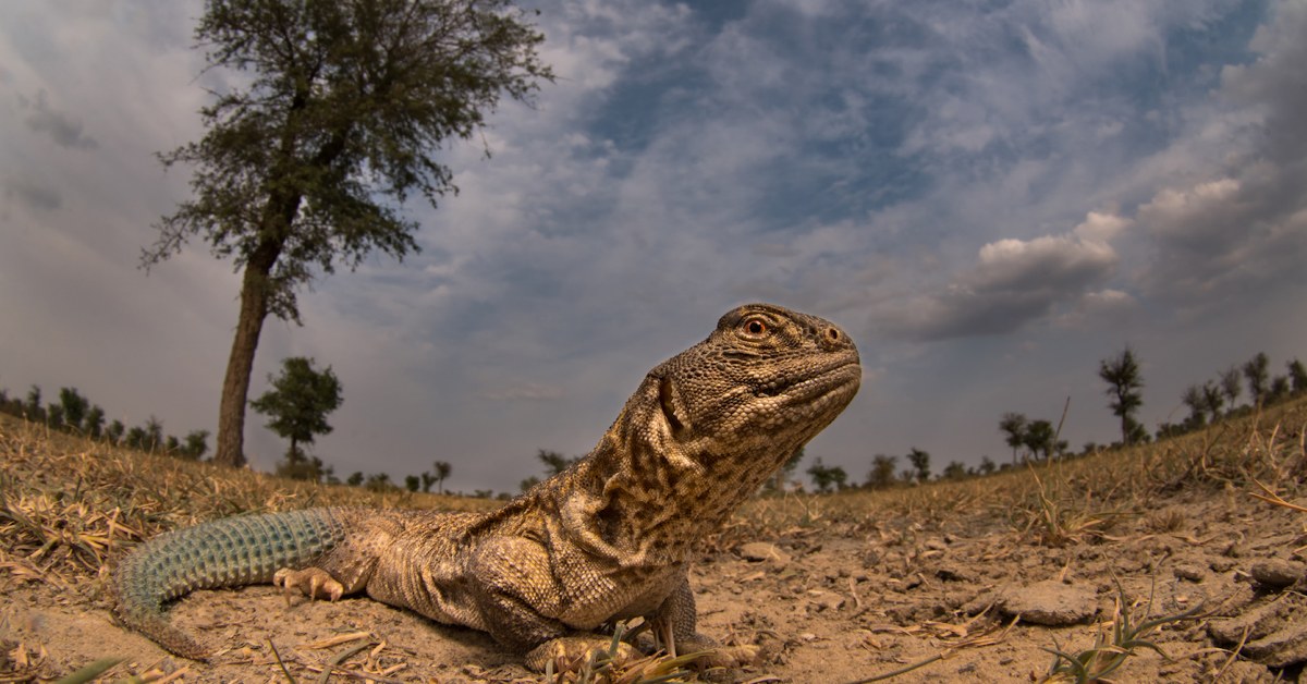 Spiny-Tailed Lizard, India's Only Herbivorous Lizard | RoundGlass | Sustain Spiny-Tailed Lizard, India's Only Herbivorous Lizard | RoundGlass | Sustain