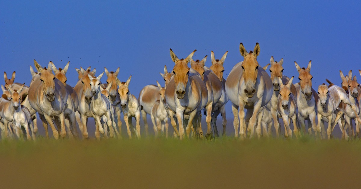 First Among Equals: Wild Asses of the Kutch | Roundglass | Sustain First Among Equals: Wild Asses of the Kutch | Roundglass | Sustain