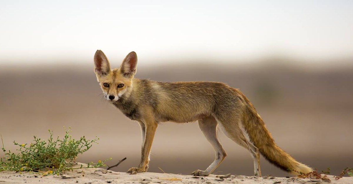 Indian Desert Fox: Facts, Diet, Habitat | Roundglass Sustain Indian Desert Fox: Facts, Diet, Habitat | Roundglass Sustain