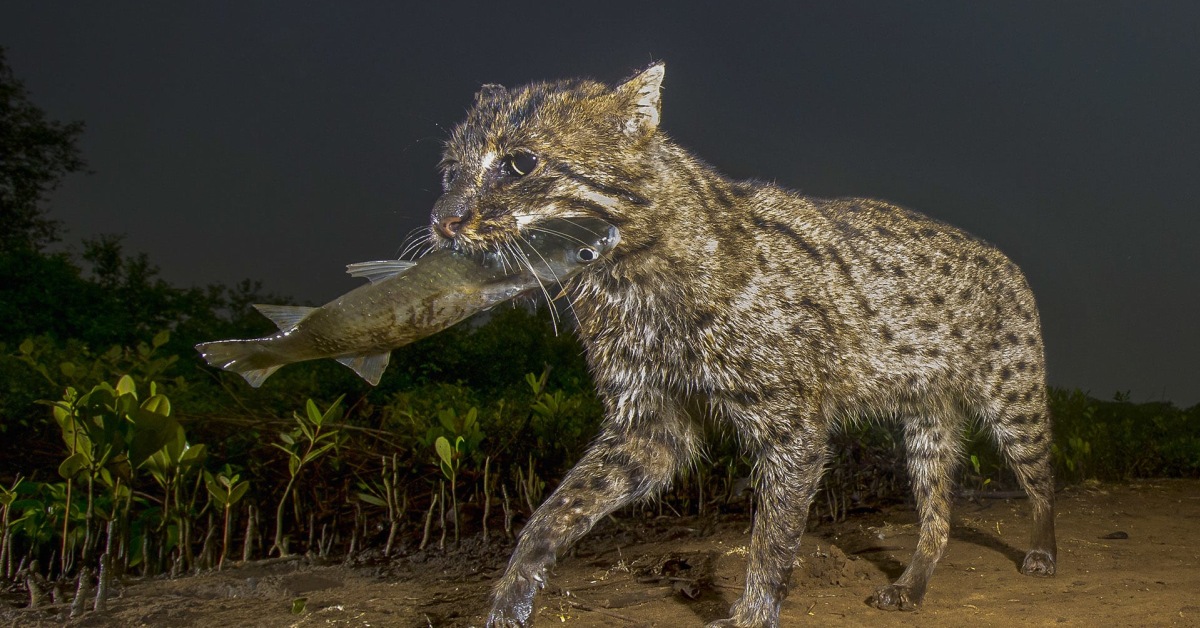 Fishing Cat: Elusive Hunter of the Wetland Forest I Roundglass Sustain