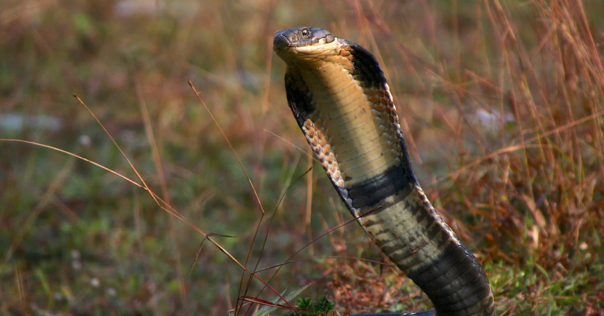 New cobra-like snake species identified