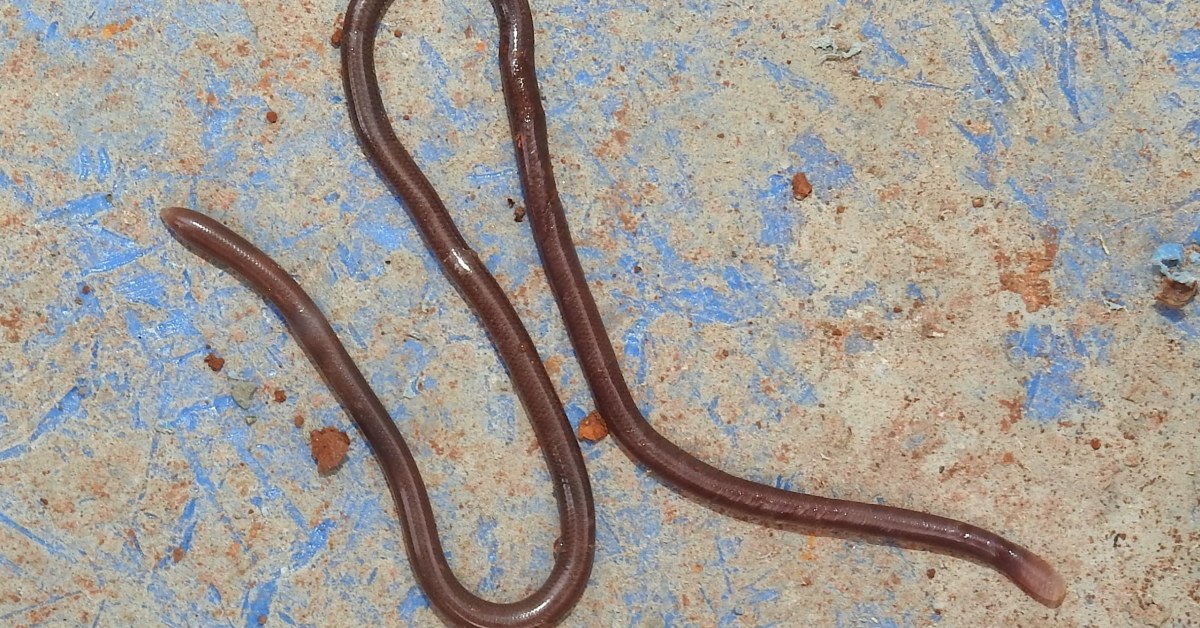 That Worm in your Garden could be a Snake