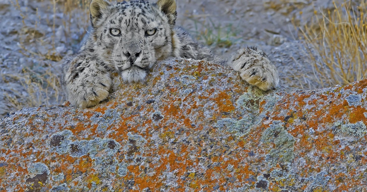 Community Conservation of the Snow Leopard | RoundGlass | Sustain Community Conservation of the Snow Leopard | RoundGlass | Sustain