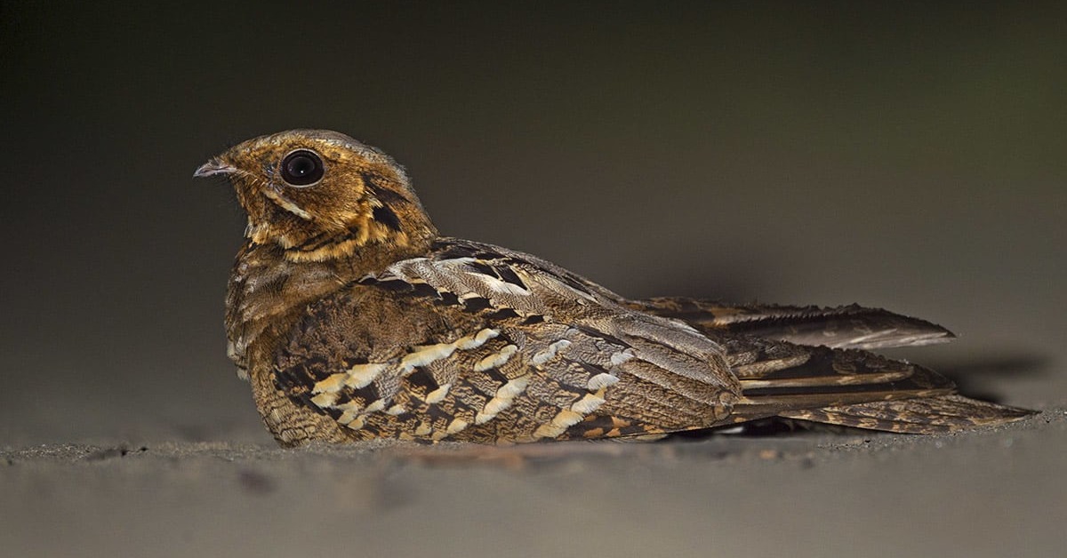After Dark: The Lives of Nocturnal Animals | RoundGlass Sustain After Dark: The Lives of Nocturnal Animals | RoundGlass Sustain