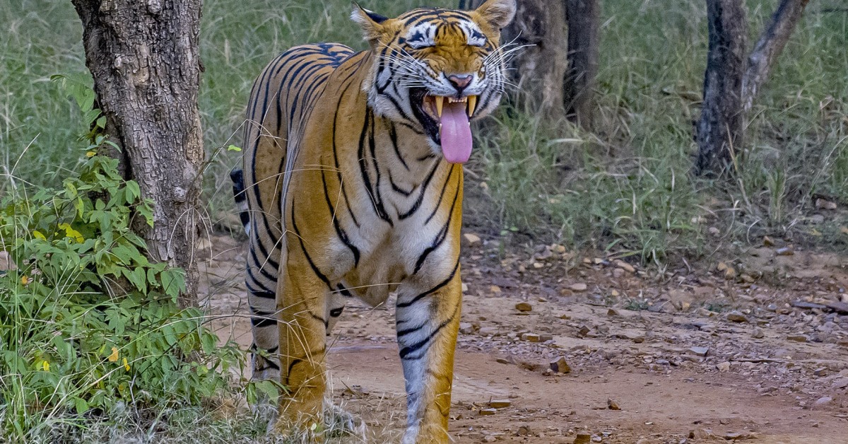 Ground Control: Tigers Defend Their Territory I Roundglass I Sustain