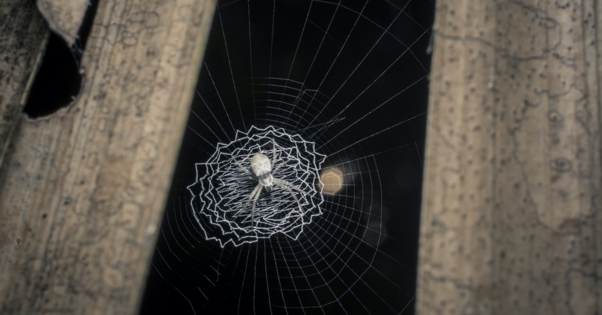 Spirals Through Time: Evolution of Orb-weaver Webs