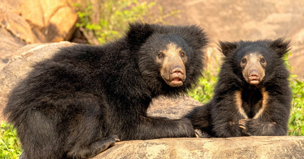 daroji-sloth-bear-mother-cub-frontal-akshay-manwani_izkmcz.jpg