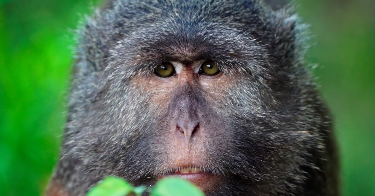 A monkey helped harvest and husking the coconut. Long-tailed monkeys or  long-tailed macaque in Pariaman, not just animals that live in the wild,  but these monkeys are also utilized by the local