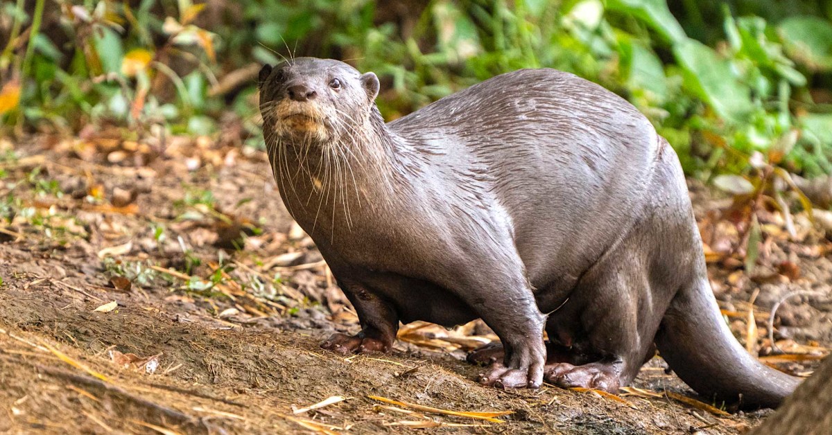 Under Fire: Smooth-coated Otters on the Cauvery | RoundGlass Sustain