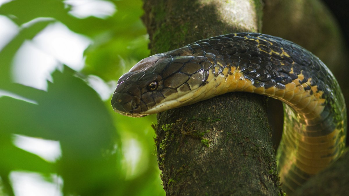 How king cobras build their nests - Discover Wildlife