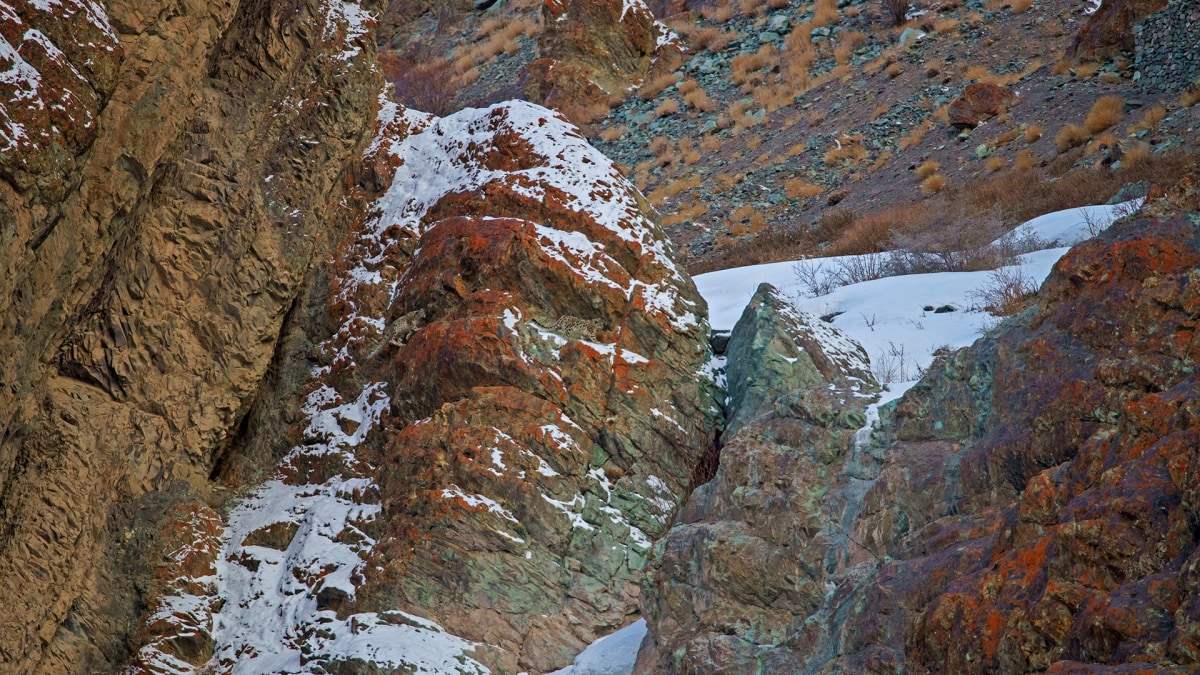 Masters of camouflage: Can you spot the snow leopards