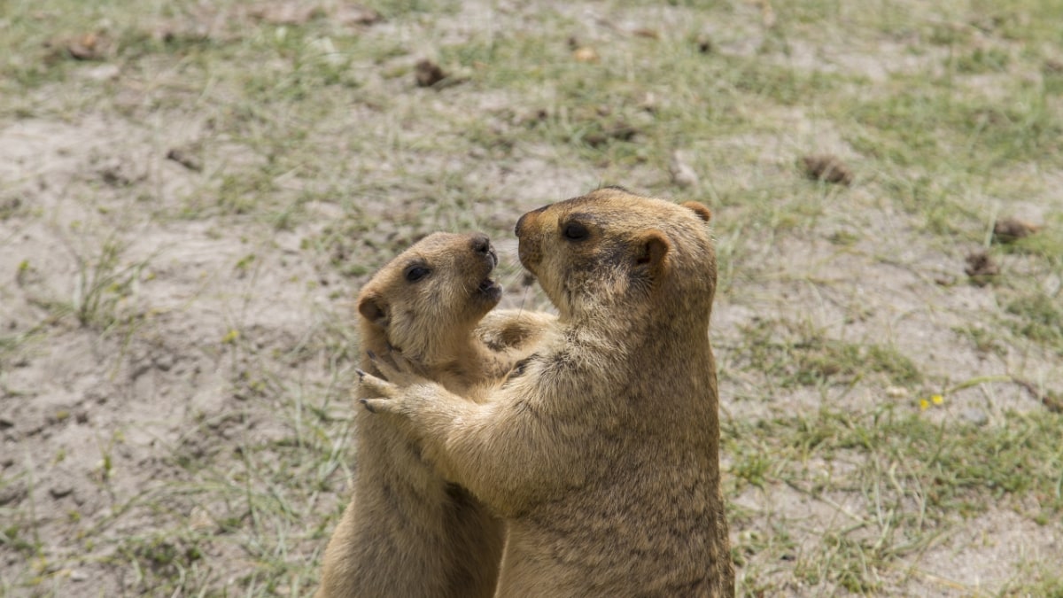 Himalayan Marmot: Facts, Diet, Habitat, Lifespan | RoundGlass Sustain Himalayan Marmot: Facts, Diet, Habitat, Lifespan | RoundGlass Sustain